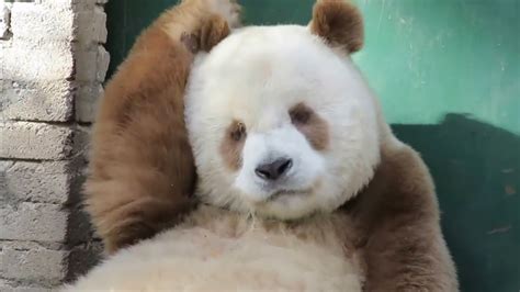 Brown Giant Panda Bear Very Cute Youtube