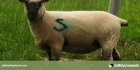 7 Pedigree Shropshire Breeding Ewes Lambs Shearlings