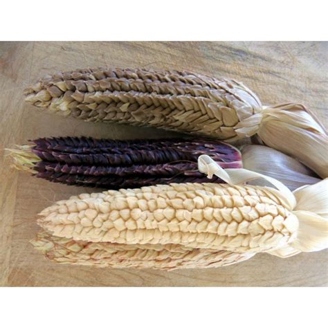 Pod Corn Seeds Zea Mays Var Tunicata Fiyat