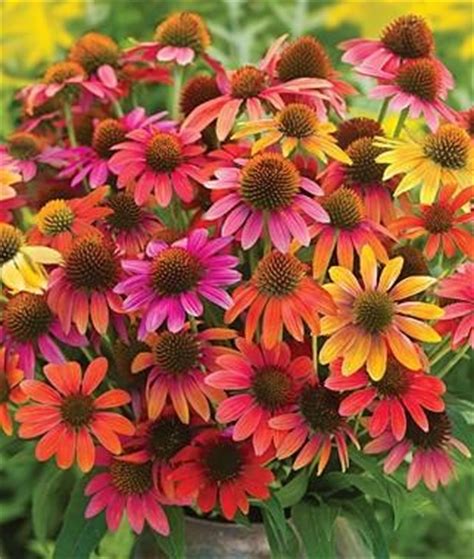 Zinnias (zinnia spp.) are annual flowers that bloom in almost all colors of the rainbow. 131 best images about Deer resistant gardens on Pinterest ...