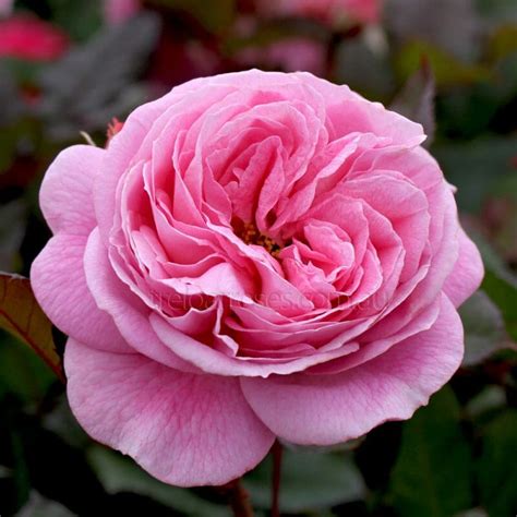 Rose Summer Romance Pbr Bush Form Hello Hello Plants And Garden Supplies