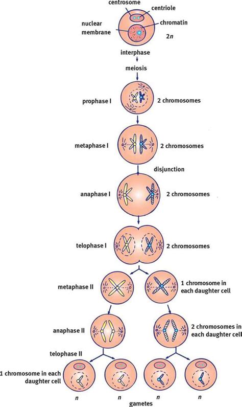 Meiosis Diagram With Labels