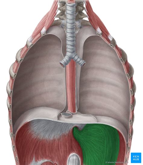 A collection of articles covering abdominal anatomy, including abdominal wall anatomy and a collection of anatomy notes covering the key anatomy concepts that medical students need to learn. Stomach - Anatomy, Function, Properties | Kenhub