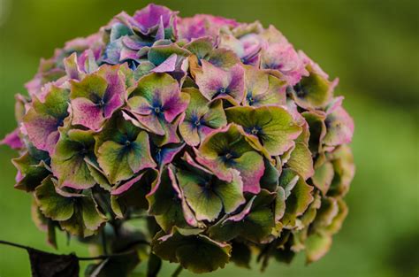 We did not find results for: Jewel Tone Antique Hydrangea Flowers | Oregon Coastal Flowers