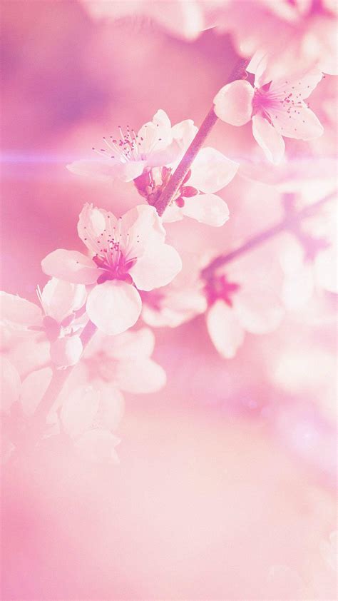 Light Pink Floral Iphone Wallpapers Top Free Light Pink Floral Iphone