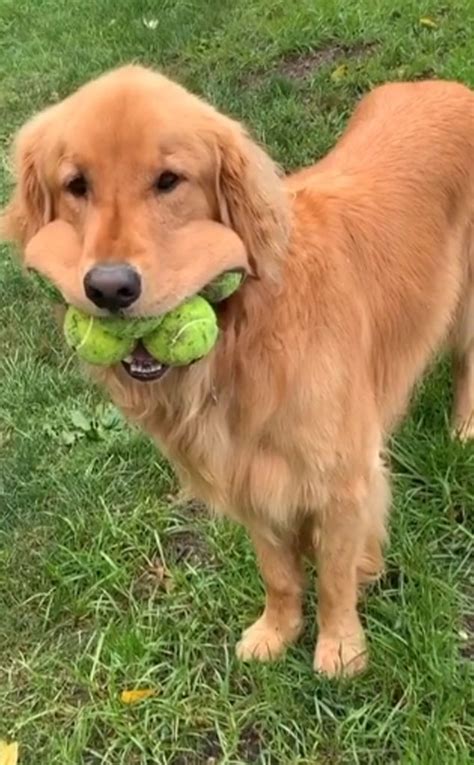 This Record Breaking Dog Can Fit 6—yes 6—tennis Balls In His Mouth E