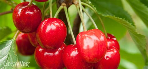 How To Grow Your Own Delicious Cherries