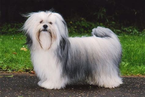 Lhasa Apso Puppies for Sale from Reputable Dog Breeders 131,000+ vectors, stock photos & psd files.