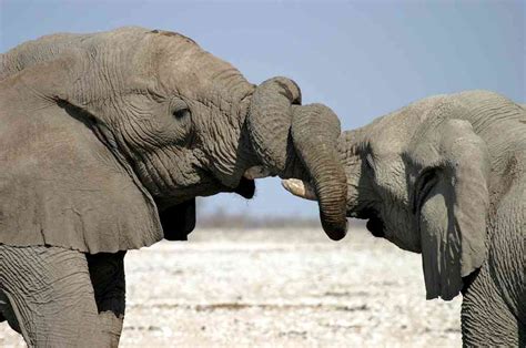 11 Gayest Animals On Earth You Wont Believe How Many Animals Are Gay