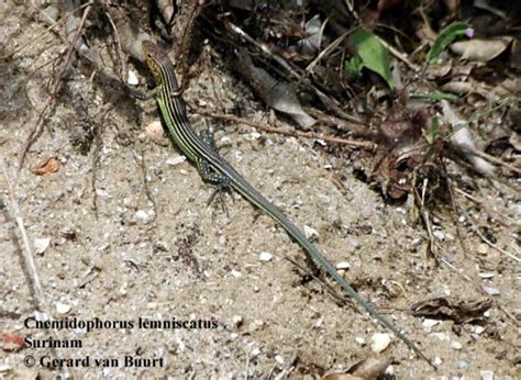 This is well known in bees and aphids, but is very rare in vertebrates. Cnemidophorus lemniscatus | The Reptile Database