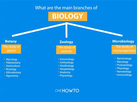 What Are The Main Branches Of Biology And What Do They Study