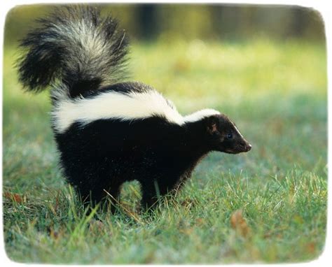 Skunks are well known for spraying their enemies with a horrible smell when threatened! Baby Skunks As PetsPet Photos Gallery - General : Pet ...