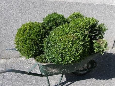 Auf grund des stressigen alltags ist der trend, japanischen garten zu gestalten, immer beliebter. Friedas Garten-und Landleben: Ich habe es satt......