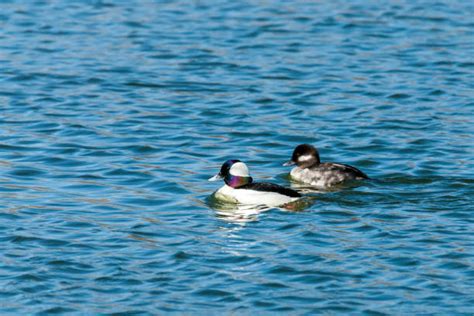 Bufflehead Stock Photos Pictures And Royalty Free Images Istock