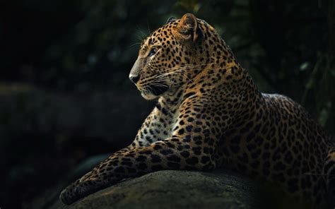 Wallpaper Wildlife Big Cats Leopard Jaguar Predator Fauna Lying