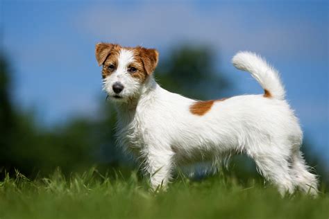 Jack Russell Terrier Im Rasseportrait Edogsde Magazin