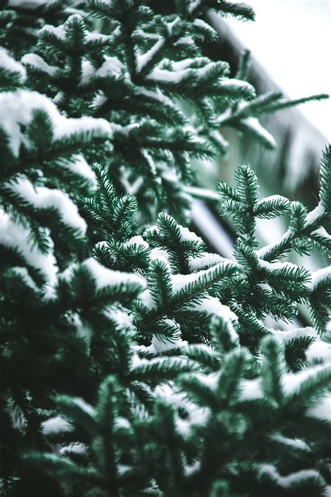 Branch Needles Spruce Snow Blur Hd Phone Wallpaper Peakpx