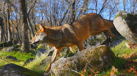 foto de la película wildmed el último bosque mediterráneo foto 3 por un total de 4