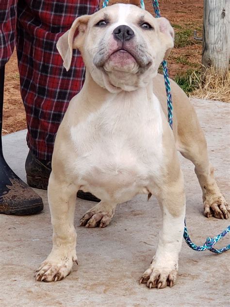 37 Cute Xl American Bully For Sale Photo HD - Bleumoonproductions