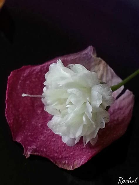 A Single White Flower Sitting On Top Of A Purple Piece Of Paper With