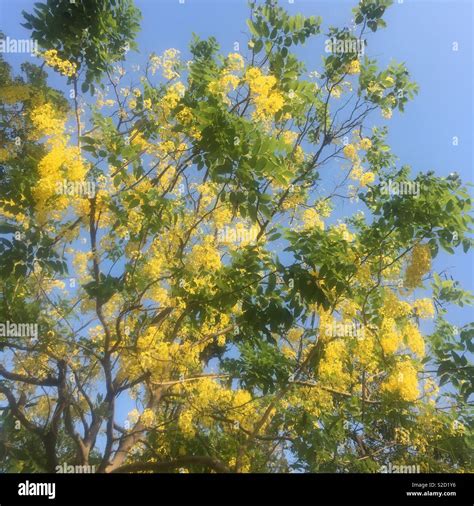 Trees With Yellow Flowers In Cambodia Stock Photo Alamy