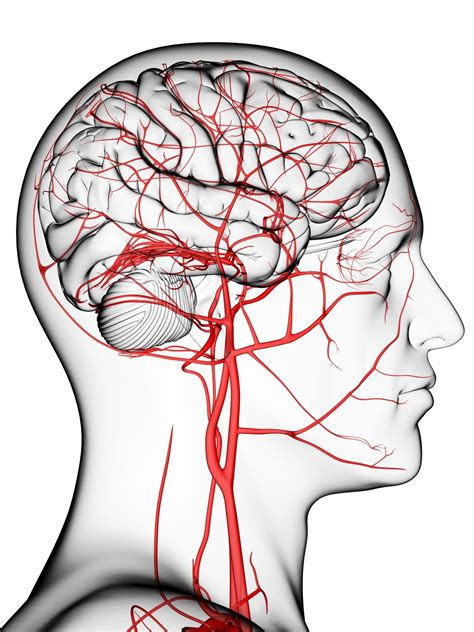 A isquemia cerebral transitória, também chamada de ataque isquêmico transitório (ait), é um problema neurológico que acontece de repente e passageiramente, provocando sintomas que duram alguns minutos ou horas, após o qual há recuperação total da pessoa acometida. Tumor benigno en el cerebro: Qué es, síntomas, tratamiento ...