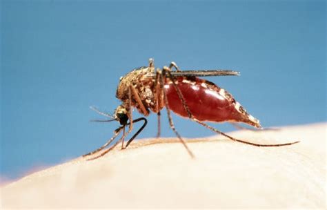 The Other Reason Mosquitoes Want To Suck Your Blood Scientific American
