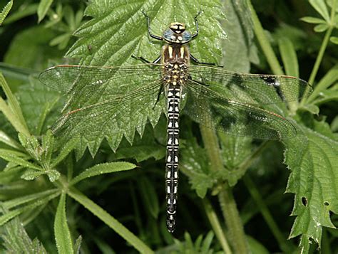 teachitprimary gallery hairy dragonfly