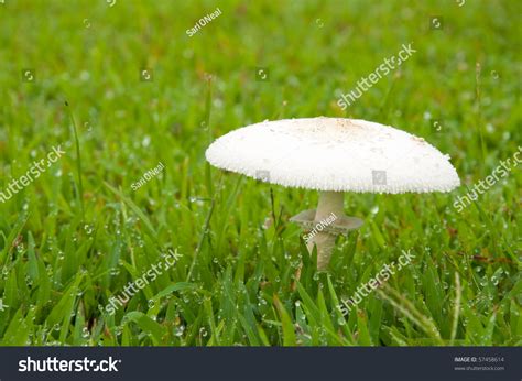 White Poisonous Mushroom In Grass With Heavy Morning Dew Stock Photo