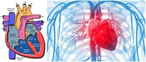 Anatomía Del Corazón ¿cómo Funciona Anatomía Básica Estructura