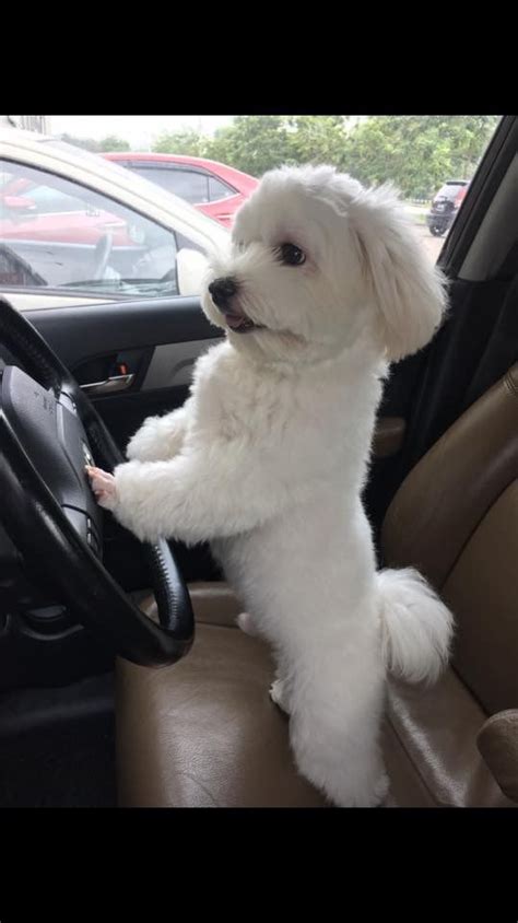 Lindo Perrito Blanco Manejando Un Coche Cute White Puppy Driving A