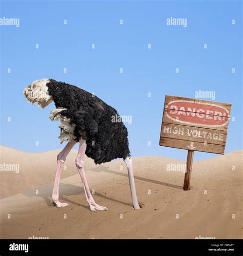 Scared Ostrich Burying Head In Sand Under Danger Sign Stock Photo Alamy