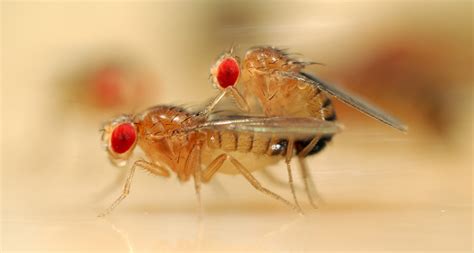 In Female Flies Sex Is More Complex Than Yes Or No Science News