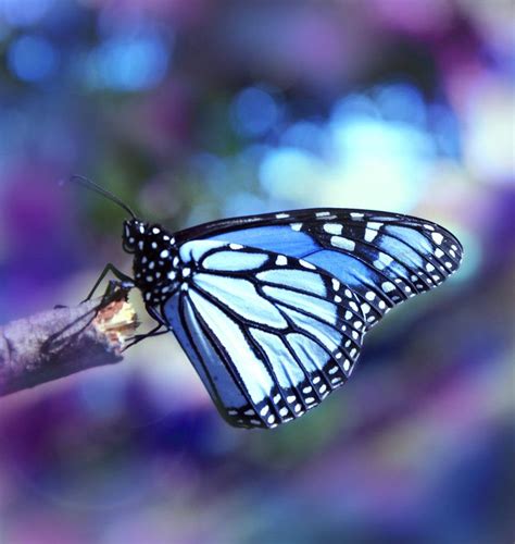 Blue Butterfly On Beauty Is Everywhere Butterflies Pinterest