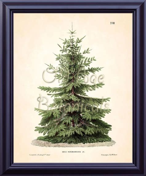 Antique Botanical Print Set Of 4 8x10 Art Prints Fir Pine Etsy