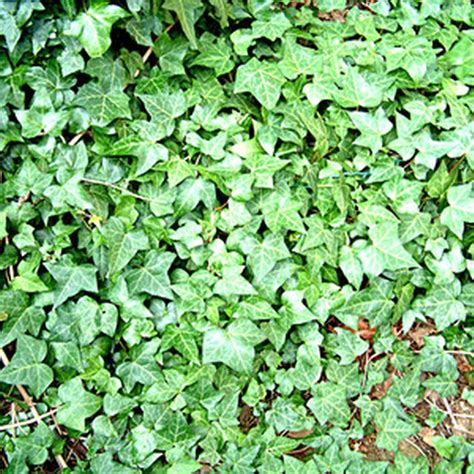 Evergreen Ground Cover Ivy Ground Cover Is Best