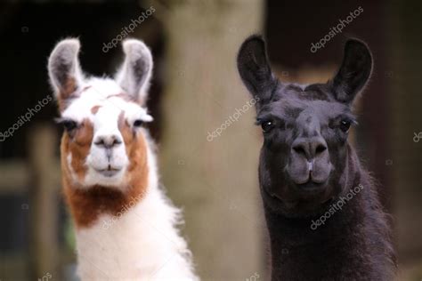 Welcome them into the zoo you had always wanted and given the creatures a place to grow up sheltered and solid with the assistance of your wonder zoo mod apk. Two cute lamas — Stock Photo © EBFoto #77918850