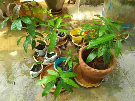 How To Grow Mango Trees At Home In Just 6 Easy Steps Laptrinhx News