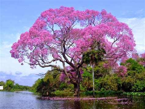 Pink Trumpet Tree In 2020 Flowering Trees Unique Trees