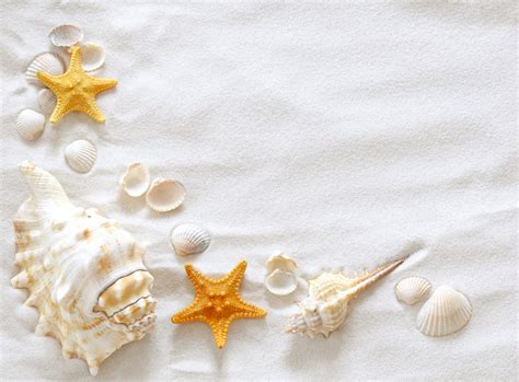 Best Boss Sea Snail Summer Wallpaper Free Clip Art Paper Background