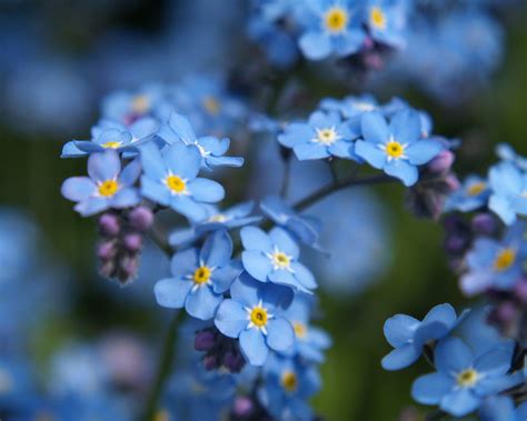 Are you looking for forget me not flower meaning? Blue Forget-Me-Not - Flowers Wallpaper (34611676) - Fanpop