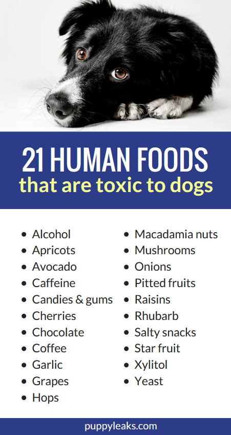 21 Human Foods That Are Toxic To Dogs Pet Care Advice