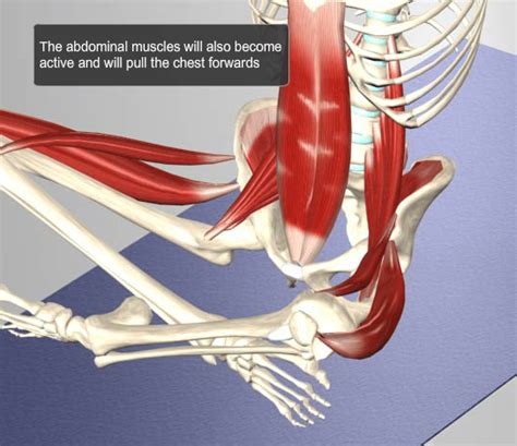 If you know where muscles attach and how they contract then tight calf muscles at the back of the lower leg… soma system® - Releasing Myofascial Restriction for Yoga: TFL