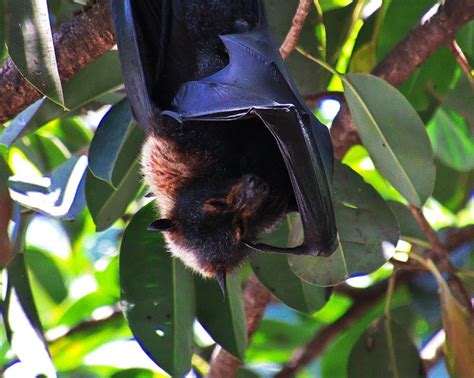 Spectacled Flying Fox R2g Environmental Consultants