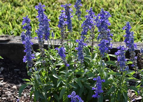 Perennial Salvia Add Strong Landscape Color Mississippi State