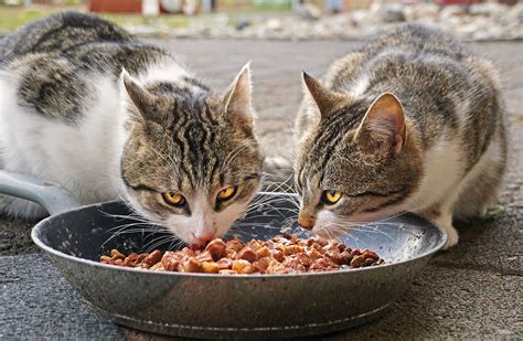 What foods should not be given to cats? Can cats eat dog food, because it's cheaper? - Vet Help Direct
