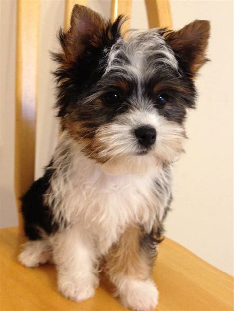 You should never buy a puppy based solely on price. Wild West Yorkies, Txyorkie.com, Yorkie Puppies for sale ...