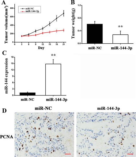 mir 144 3p suppresses tumor growth in vivo nude mice accepted download scientific diagram