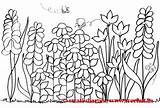 Coloring Garden Flowers Flower Colouring Gardens Secret Template Spring Adult Scene Printable Adults Pattern Flowerbed Landscaping Printablecolouringpages sketch template