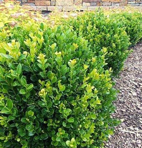 Baby Gem Boxwood Shrub With Naturally Compact Size Ideal For Urban